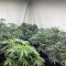 Mimosa x Orange Punch Seeds (Barneys Farm)