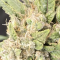 Auto Orange Bud Seeds (Dutch Passion) - Cannabis Strain Seeds for Sale