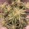 Semi di cannabis Apricot Auto fem in vendita