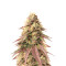 Sour Strawberry feminized seeds (Barney's Farm)