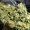 Acapulco Gold Seeds