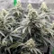 Apple & Bananask Seeds