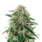 Arjan's Strawberry Haze Seeds