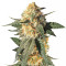 Blackberry Gum (Seedstockers)