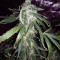 Blue Dream Seeds (Blimburn Seeds)