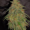 Buddha Syrup Auto regular (Buddha Seeds)