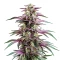 Candyland Peyote Seeds