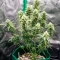 Diesel Matic Seeds