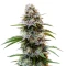 Granddaddy Purple Auto Seeds