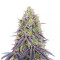 Graines de cannabis Hawaiian Snow (GHS)
