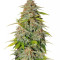 Ice Cream Cake Fast Flowering (Humboldt Seeds Organization)