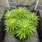 Lemon O.G. Seeds