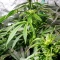 Mamba Negra Fast Seeds