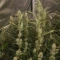 Semi Femminizzati Mango Cherry Runtz Auto (Fast Buds)