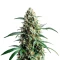 Northern Lights #10 Seeds