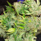 Original Auto Sour Diesel (Fast Buds)