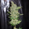 Graines de cannabis Purple Mexican (CannaBioGen)
