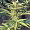 Ruderalis Indica Regular seeds