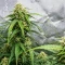 Sour Kush Auto Seeds