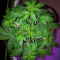 Graines de cannabis Trippy Gorilla Autoflowering (Big Head Seeds)