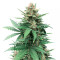 Semillas feminizadas Tutankhamon (Pyramid Seeds)