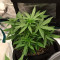 White Widow x Big Bud feminized seeds