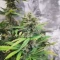 Sementes Feminizadas de White Widow x White Fire OG Autoflower (Seedkeepers)