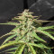 Wedding Cake feminized seeds