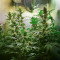 Widow Bomb feminized seeds