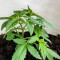 Skunk#1 Autoflower (Herbies Seeds)