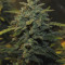 Semi femminizzati originali Auto Chemdawg
