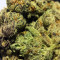 Graines de cannabis 501st OG Regular (Rare Dankness Seeds)