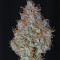Graines de cannabis Amnesia Haze Automatic (RQS)