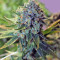 Buford OG regular (Rare Dankness Seeds)