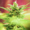 Choco Thai Auto Feminized Seeds (Herbies Seeds)