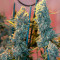 Critical Kush Seeds