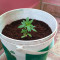 Graines de cannabis Five-O (Blackskull Seeds)