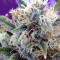 Girl Scout Cookies feminized seeds (Original Sensible Seeds)