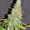 Graines féminisées de Gorilla Cookies (Big Head Seeds)