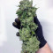 Green Crack Seeds (Cali Connection Seeds)