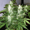 Green Crack Seeds (Blimburn Seeds)