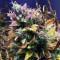 Hubbabubbasmelloscope Auto feminized seeds
