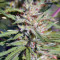 Nepal Jam feminized seeds