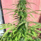 Northern Lights Seeds (Seedstockers)