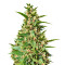 Pakistan Chitral Kush feminized seeds (Ace Seeds)