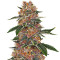 Graines de cannabis Purple Punch (Big Head Seeds)