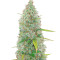 Runtz Autoflower (Herbies Seeds)