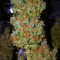 Graines de cannabis Sour Tangie (Reserva Privada)
