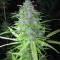 Graines de cannabis Speedy Chile Fast Flowering (RQS)