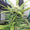 Strawberry Banana feminized seeds